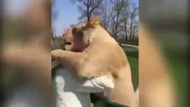 ЛЬВЫ ОБНИМАЮТ ХОЗЯЙКУ, КОТОРУЮ ДАВНО НЕ ВИДЕЛИ! смотреть онлайн