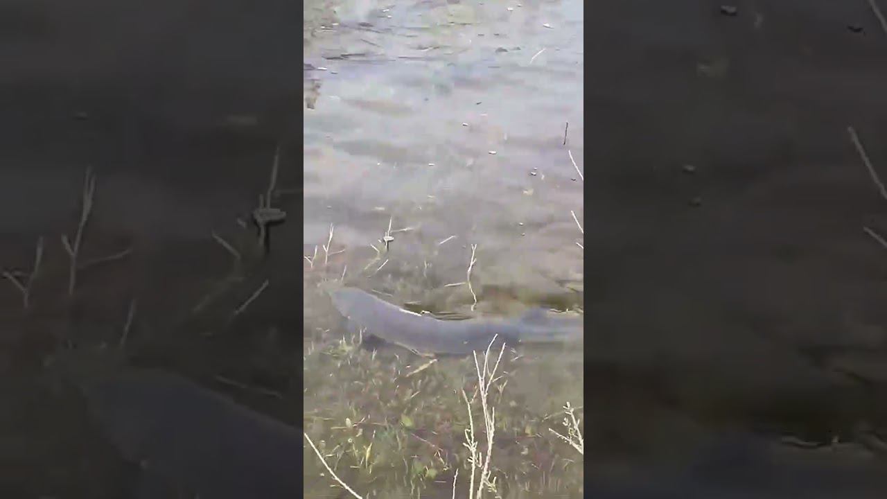 Рыбалка в ДагестанеТворит Чудеса  #топ #Fishing #ловимрыбу