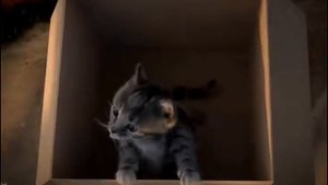 Бедный маленький котёнок он без семьи.