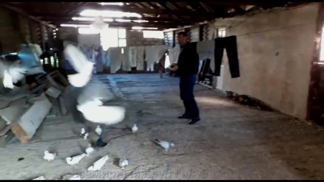 Голуби Армении Экскурсия по Голубятников . Karen Iskandaryan смотреть онлайн