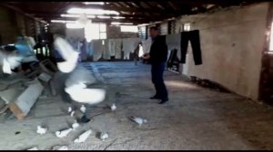 Голуби Армении Экскурсия по Голубятников . Karen Iskandaryan