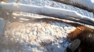 Якутские лошади переезжают! Табун Молодого!