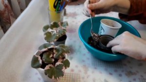 Камнеломка вариегатная. Где лучше растёт? Мой опыт??