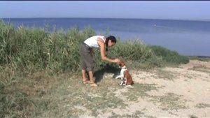 Шэр на море. Дрессировка басенджи