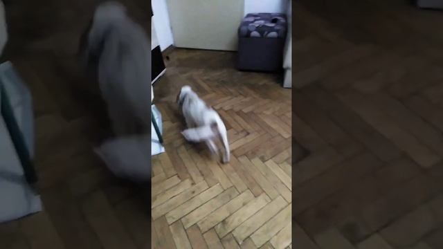 Първото обучение на Сара за трюфели смотреть онлайн