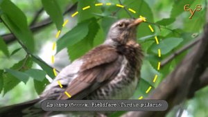 Дрозд защищает гнездо от нападения белки / Fieldfare defends his nest from squirrel.