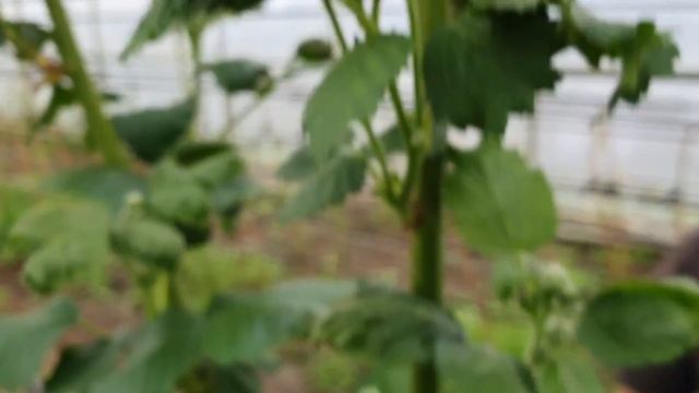 ⭐Теплица. Ежевика Прайм Арк Фридом и его первое цветения в марте. Ярмарка 2020. смотреть онлайн