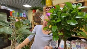 Фикус Моклейм и Эудрей на штамбе | Самые прекрасные фикусы для интерьера