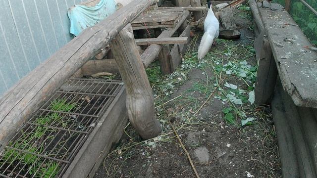 Ягоды в рационе домашней птицы. Клубника лесная на корм фазанам. Витамины для птиц в летнее время смотреть онлайн