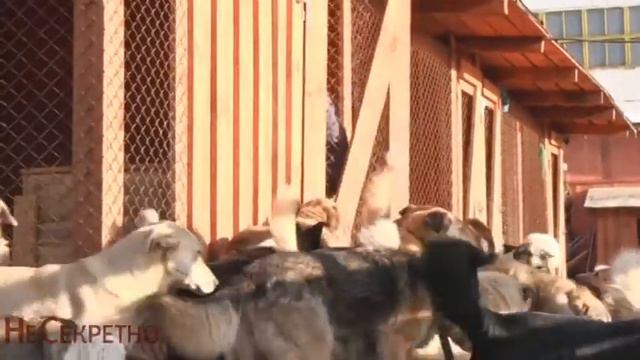 Собачье сердце смотреть онлайн