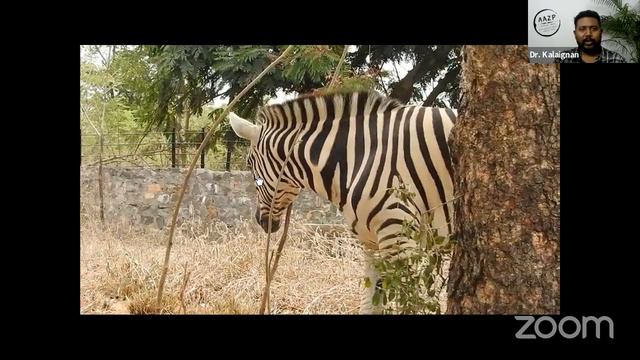 Season 2 - African Adventure Part - Il - Vandalur Zoo Virtual Zoo Ambassador Online Session 6 смотреть онлайн