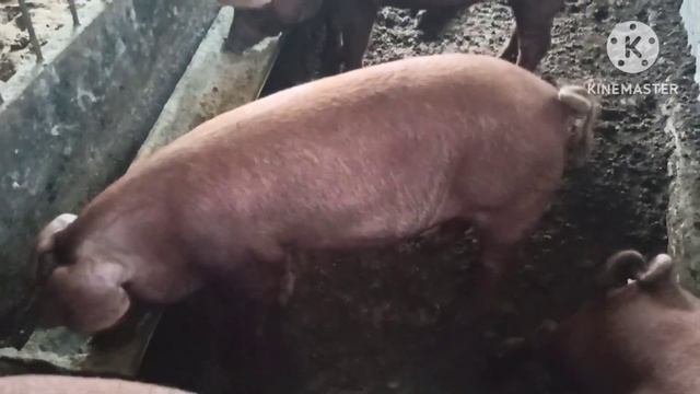 Избавляемся от мух в сарае. Работает 100%. смотреть онлайн