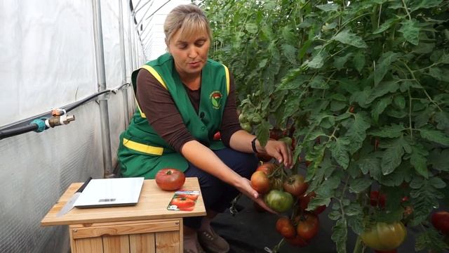 Томат Аппетитный (Народное тестирование 2020) - Обзор №12 смотреть онлайн