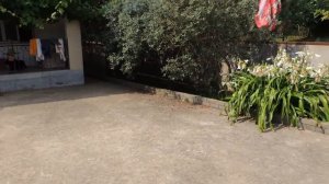 Купить дом с садом в Сочи| Продажа дома с садом в Адлере|Сочи Солнечный центр|8 800 302 9550