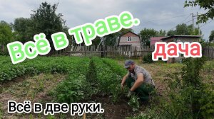 Всё в траве. Рук не хватает. Дача спустя месяц после посадок.