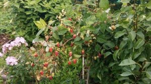 Малина Похвалинка. Омск, 27.08.2022г