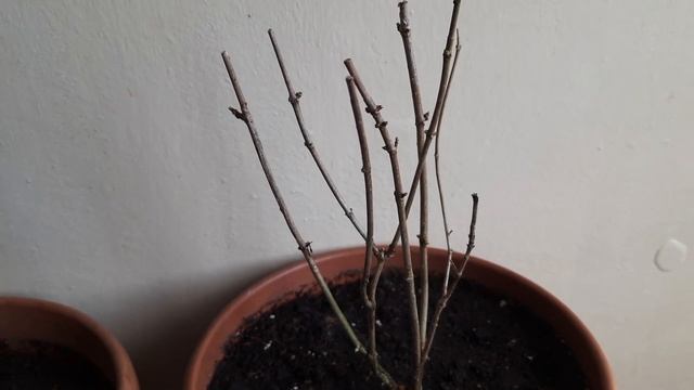 Обрезка молодых саженцев гортензий ? Самарская Лидия ? Би Хеппи ? Петит Стар? смотреть онлайн