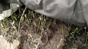 Как зимуют маточники хризантем (24.12.2018)