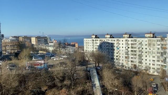 Черенок адениума пустил корни. Отпал один рог. Другие рожки восхищают размером. 20 ноября 2023 г. смотреть онлайн