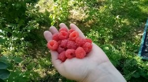 Малина Мария вкус детства