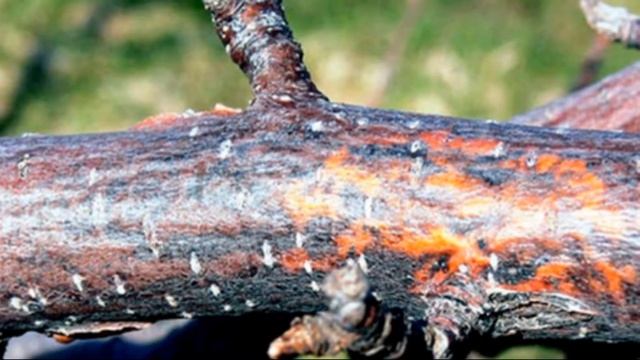 Черный рак яблони – как бороться с заболеванием смотреть онлайн