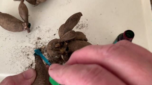 Деление георгины на клубни. Часть 2.