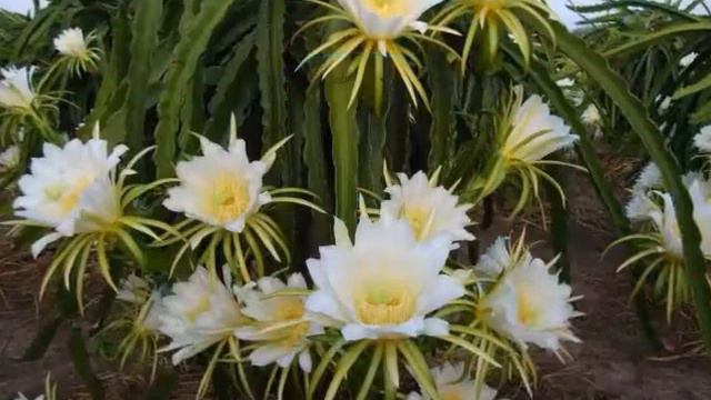 Tropical ocean resort 4* смотреть онлайн