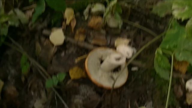 Благородные грибы ранней осенью 2018 года смотреть онлайн