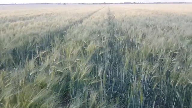 Сравнение канадского ячменя с обычным. Условия одинаковые. смотреть онлайн