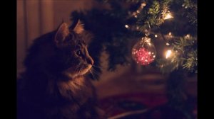 Какие запахи не переносят коты?!