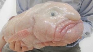 Рыба капля.  Самая причудливая рыба