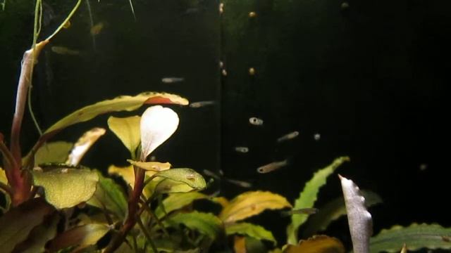 разрушаем миф про то что гуппи едят своих мальков! часть 2 смотреть онлайн