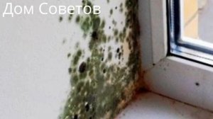 Осторожно, Плесень! Как легко избавиться от Плесени копеечными Средствами