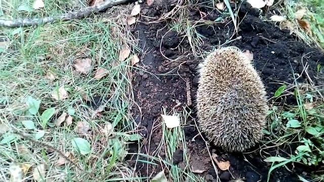 Ёжик вышел погулять смотреть онлайн