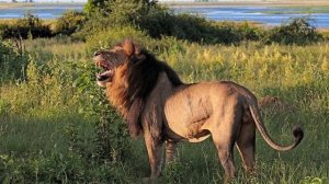 Рык льва  Рычание льва - Как рычит Лев Видео - Lions Roaring
