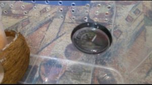 КАК СОДЕРЖАТЬ ЭУБЛЕФАРА