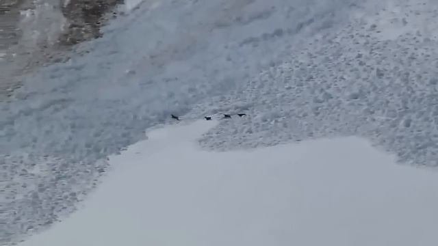 Горные козлы убегают, спасаются от лавины