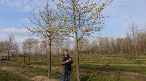 Magnolia ×brooklynensis 'Yellow Bird' - Van den Berk on Trees