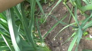 Лук порей в июле.