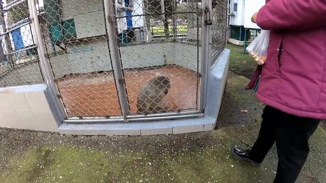 Обезьяны в Сочи. обзор питомника. Где провести время в сочи смотреть онлайн