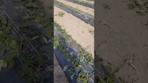 Клубника 🍓 после использования гербицида