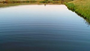 Рыбоводам нужна хлорелла! Отзыв о применении хлореллы Альготек!