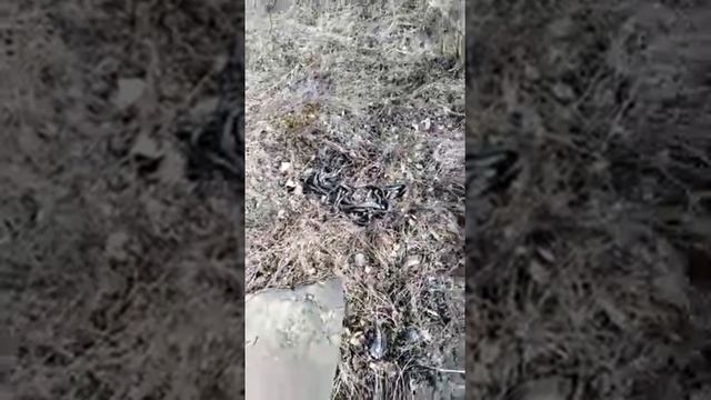 Мордовия Торбеево змеи атаковали смотреть онлайн