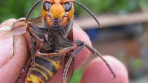 ЧТО БУДЕТ ЕСЛИ УКУСИТ ШЕРШЕНЬ?