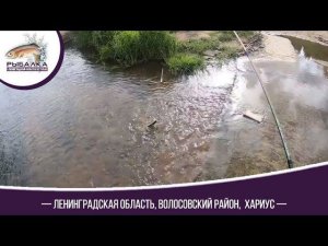 Хариус Ленинградская обл.