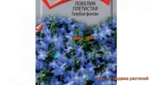 Лобелия плетистая Голубой фонтан (голубой fontan) ? обзор: как сажать, семена лобелии Голубой фонта
