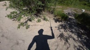 Ловим с болота щук? и запускаем в озеро.? Странное озеро почему, там нету щуки.? Летняя рыб. 2021 г