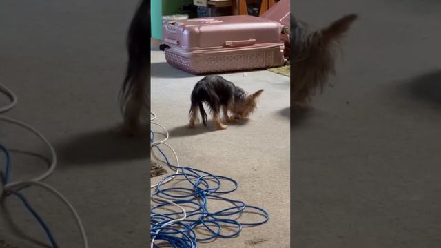 perrito Disfrutando sus patitas Deshidratadas