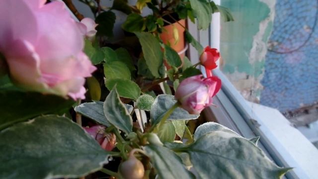 Бальзамин комнатный красота цветения как ухаживать смотреть онлайн