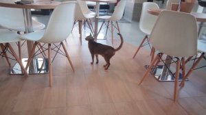 Бизнес который  не откроешь никогда. Антикафе с кошками. Котокафе